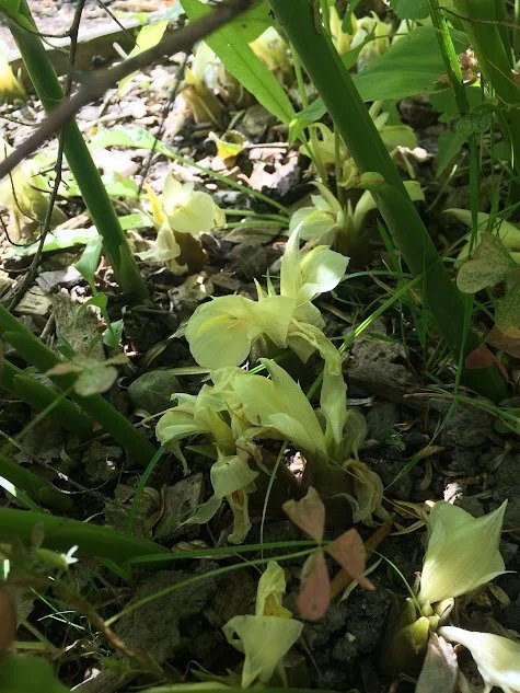 Myoga Ginger  Edible Acres