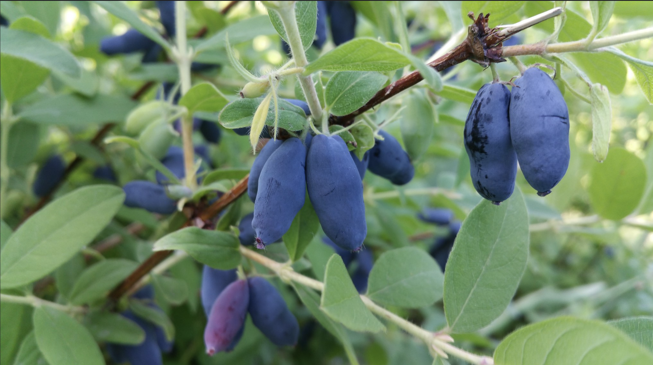 Honeyberry / Haskap