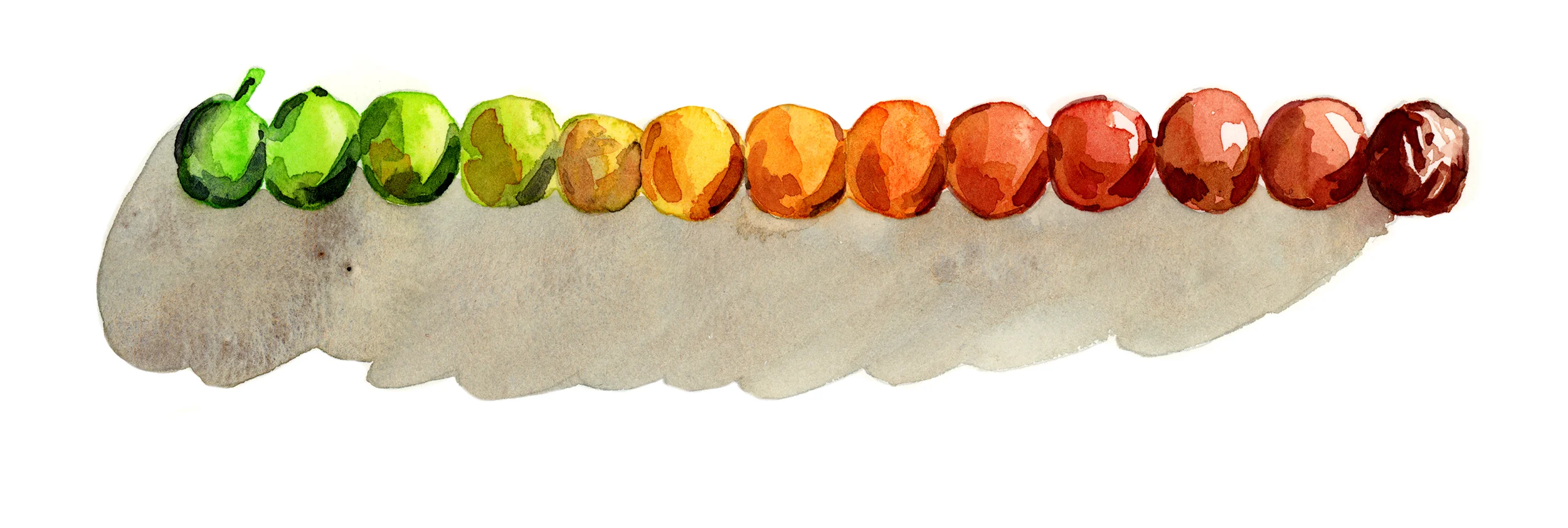 fruitline.jpg