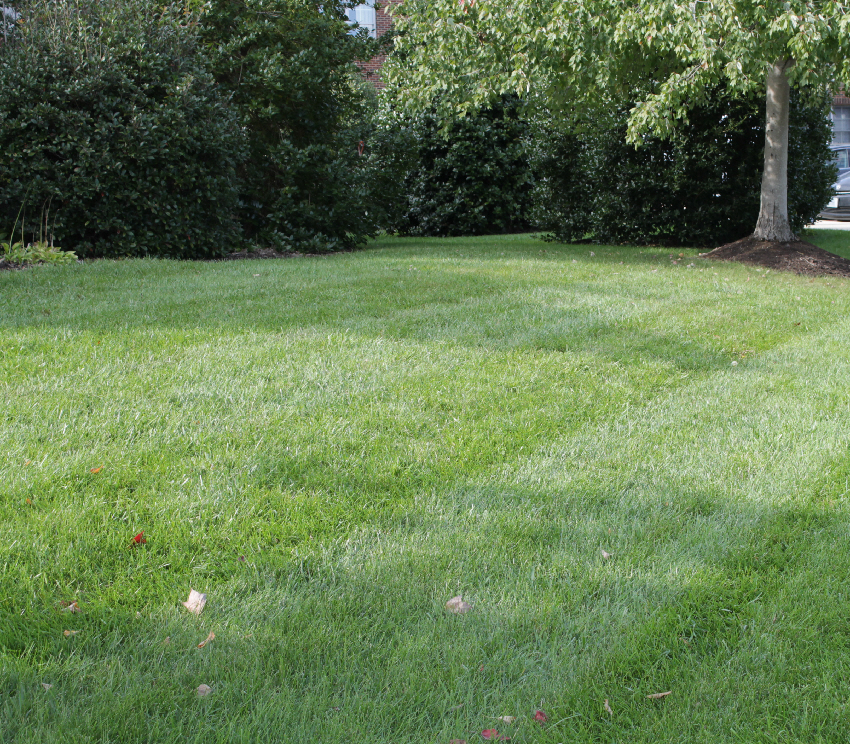 Lawns that are aerated regularly utilize water and fertilizer more efficiently, making them healthy and green.