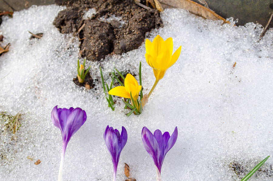 Crocus in the snow