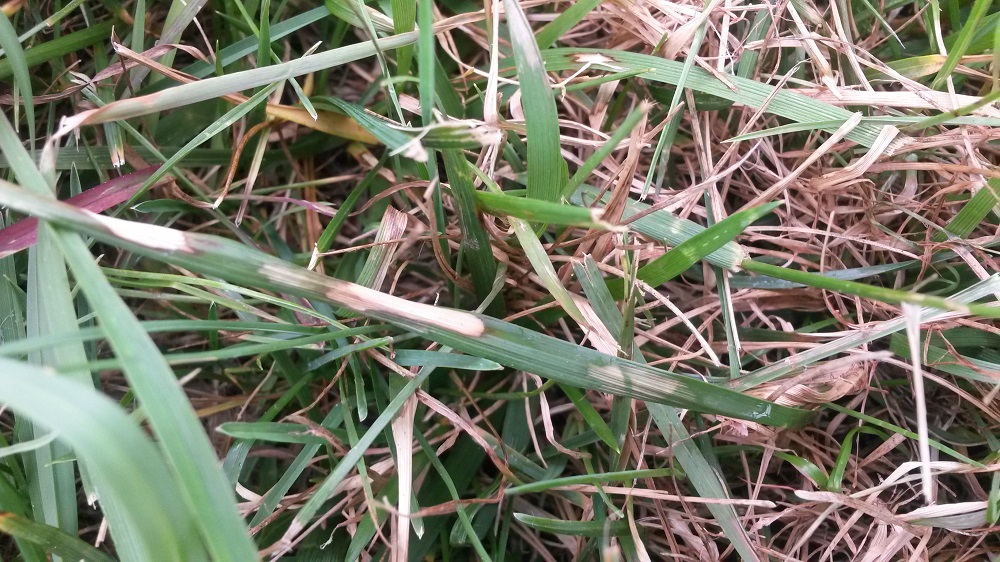 Brown patch lesions on individual grass blades