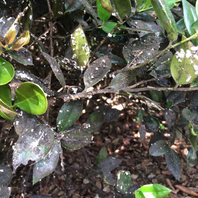 Sooty Mold on holly