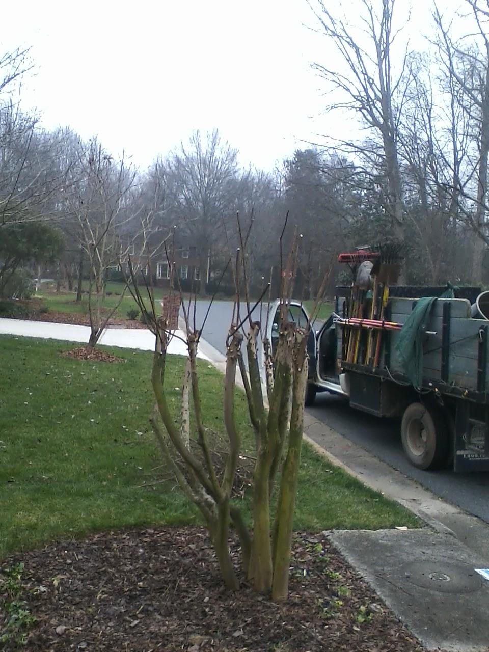 Crape myrtle pruning