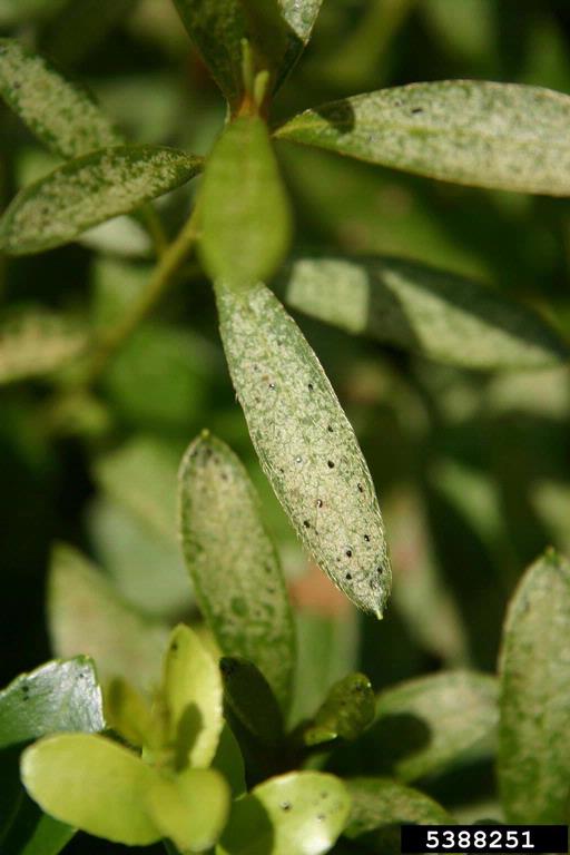 Lace bug damage. Photo credit: William Fountain, University of Kentucky, Bugwood.org