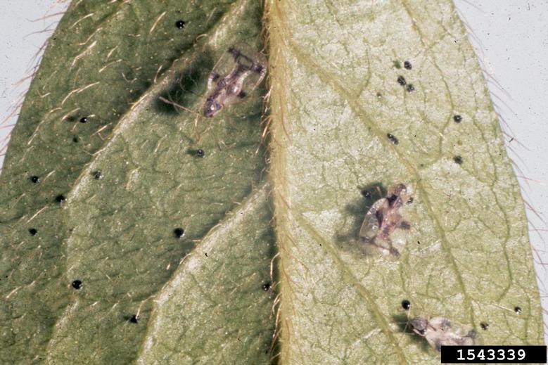Adult lace bugs and black fecal specks. Photo credit: Jim Baker, North Carolina State University, Bugwood.org
