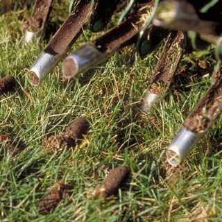 Core Aeration