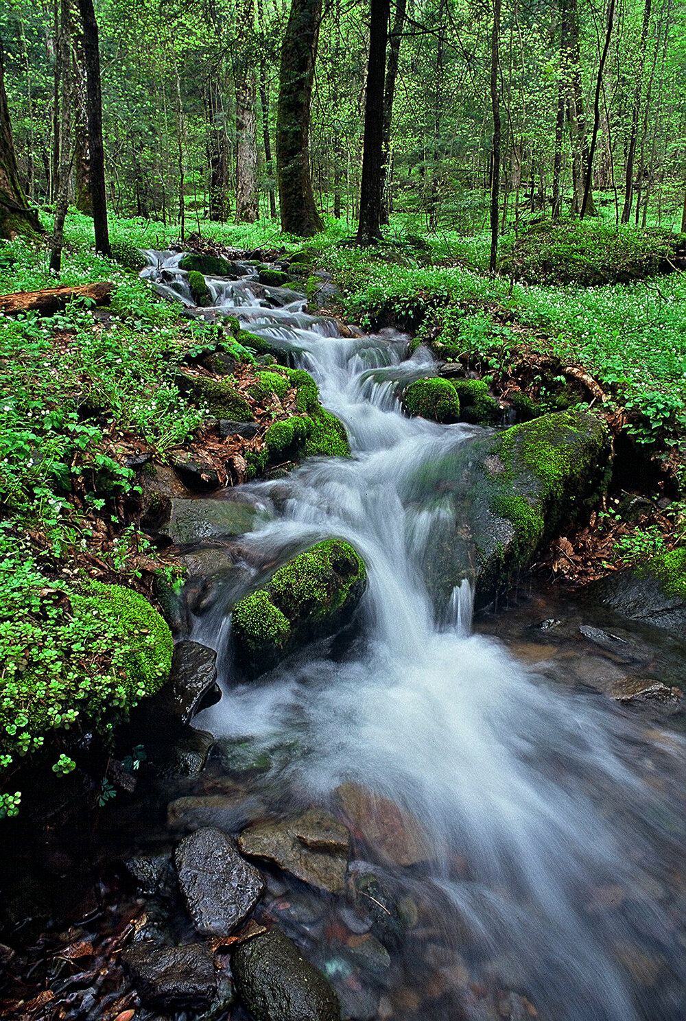 Stream in GSMNP copy.jpg