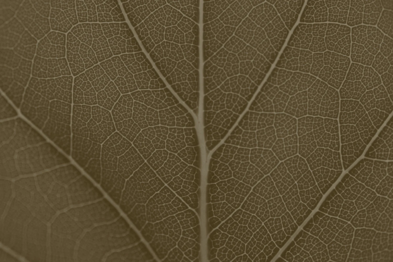 LEAF3.jpg