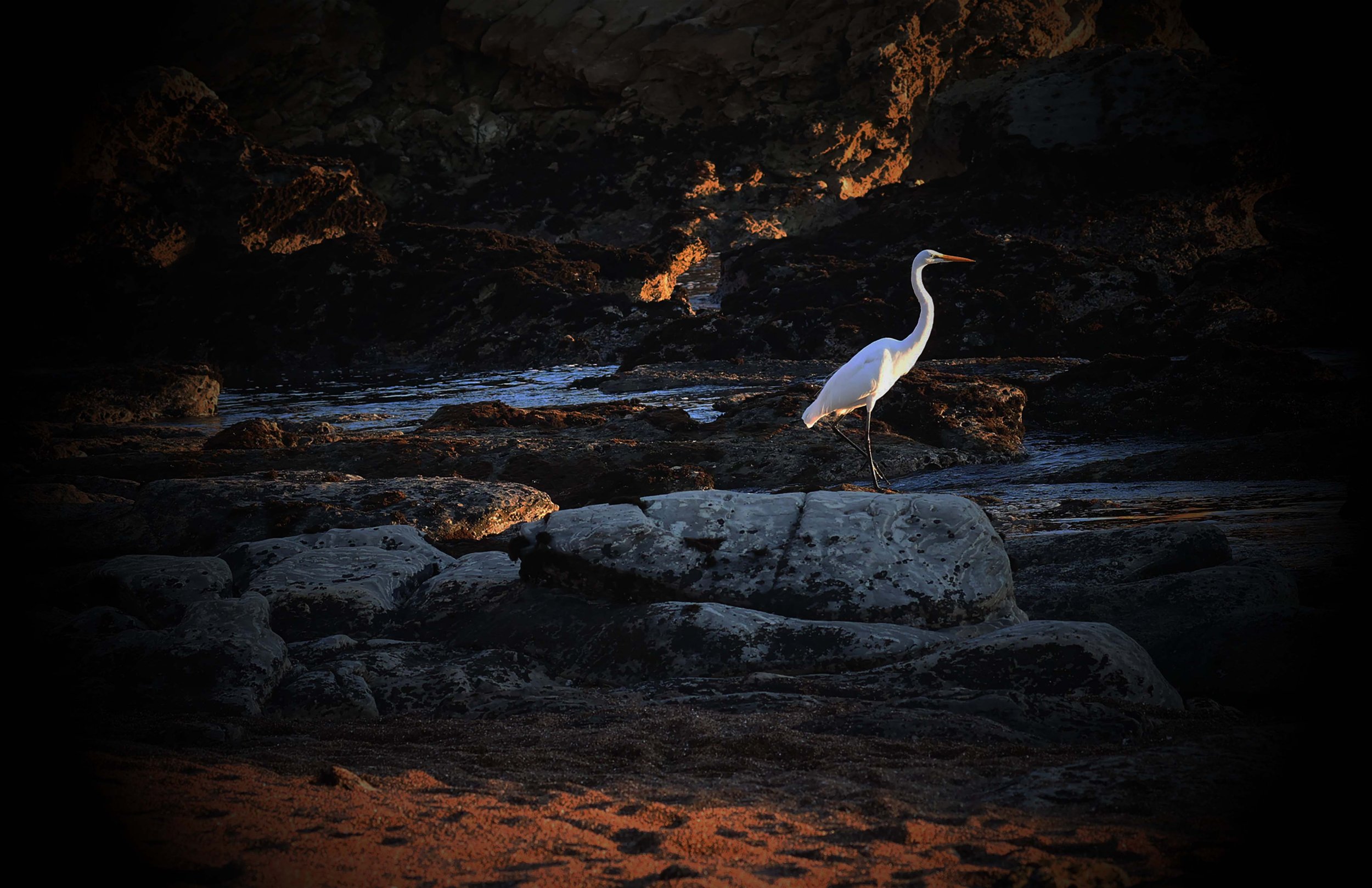 Egret on the Coast