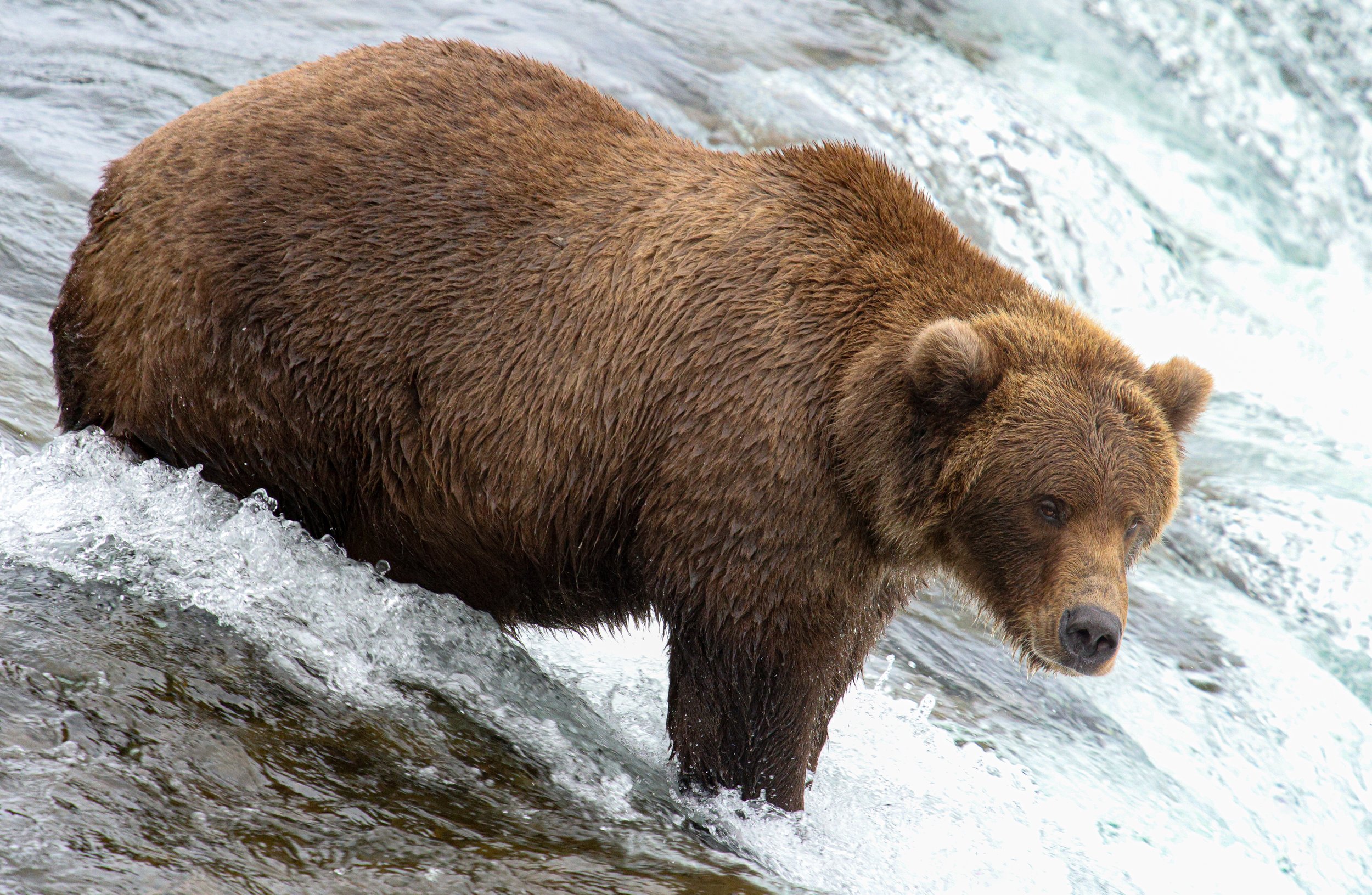 Bear on the Balcony