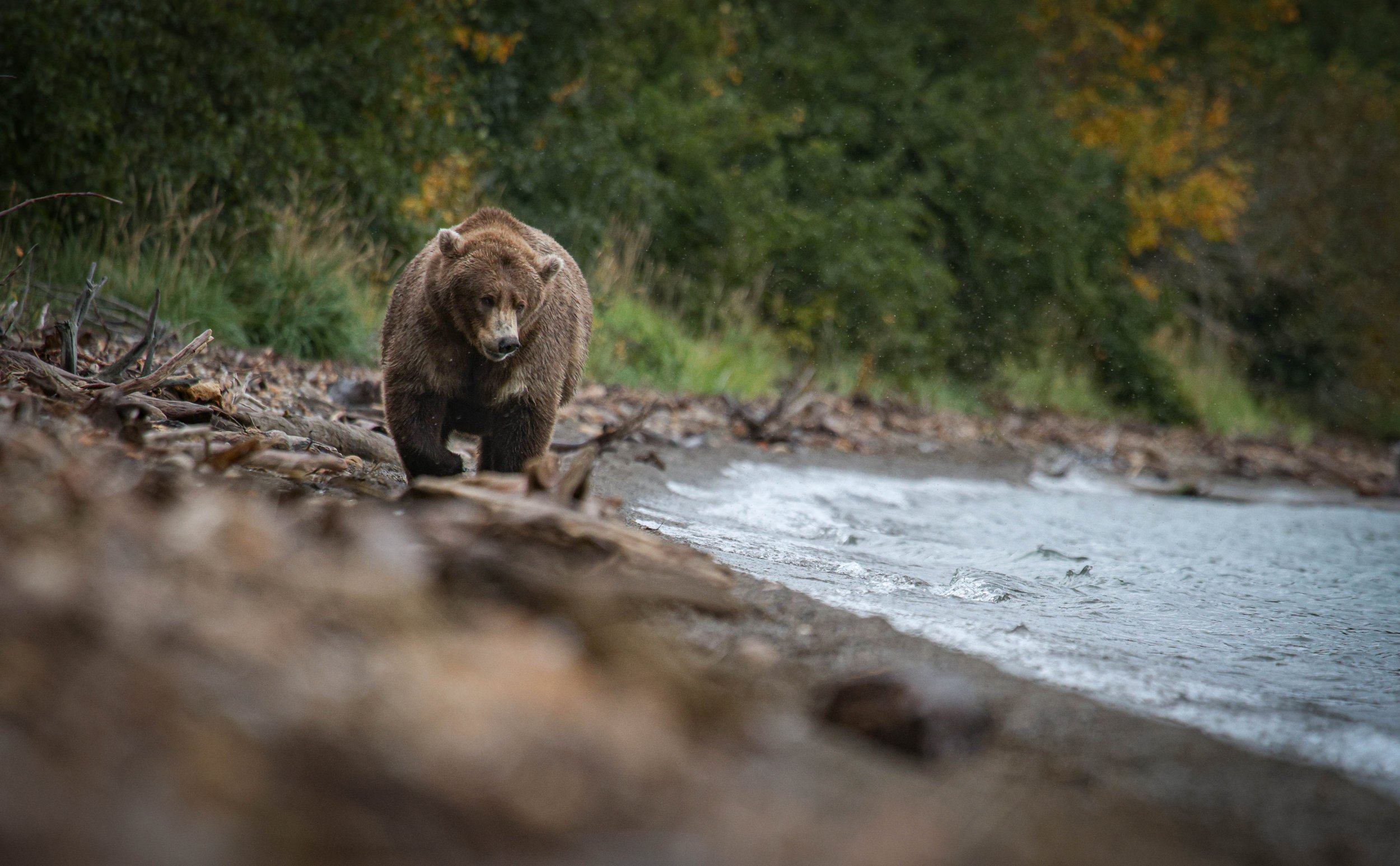 Brooks Camp Bears-9.jpg