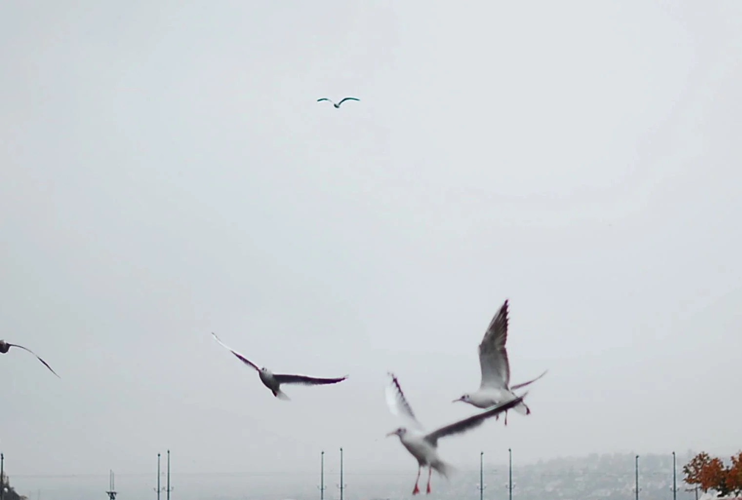 Seabirds