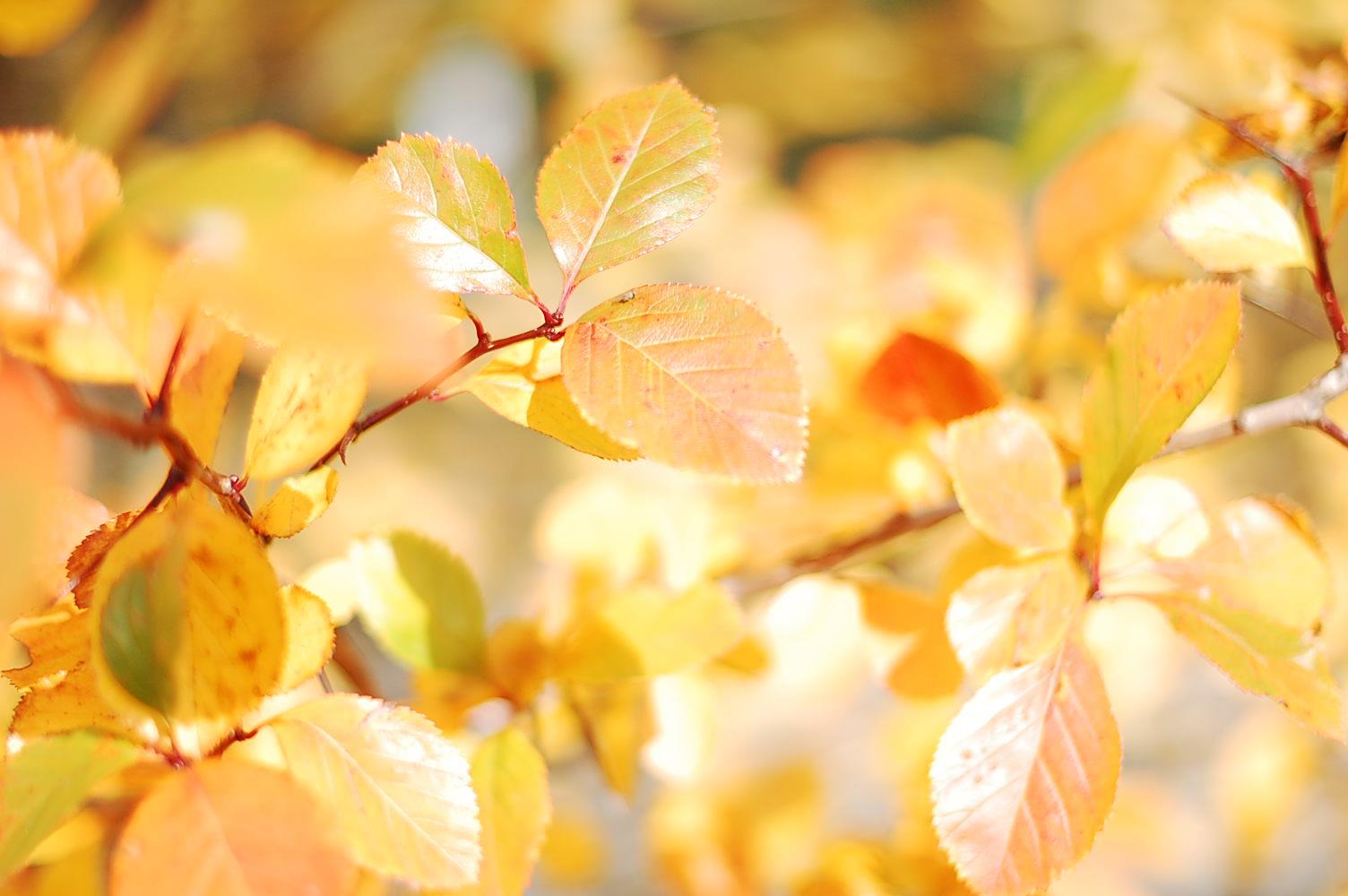 Autumn leaves