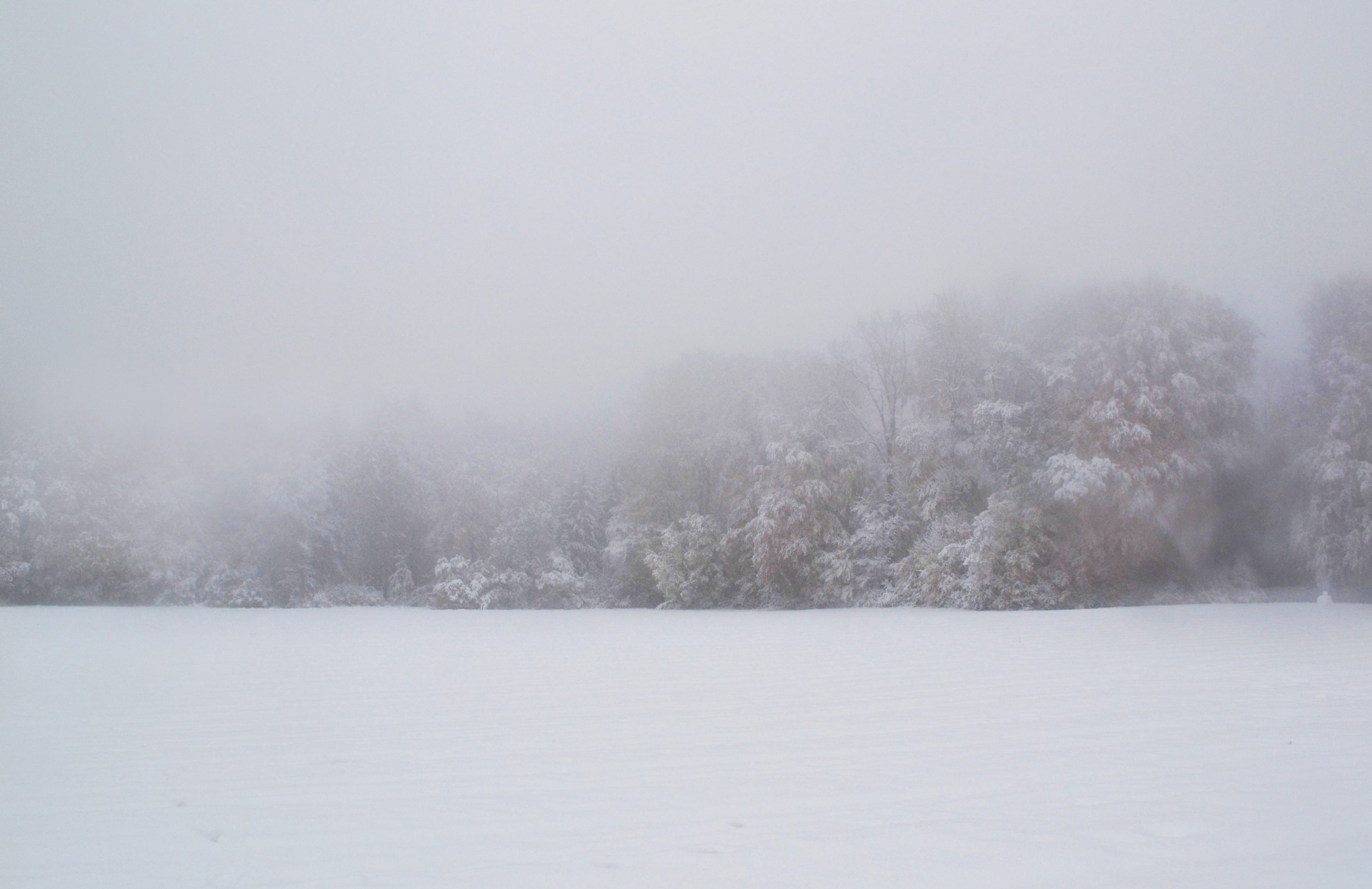 Snow Forest