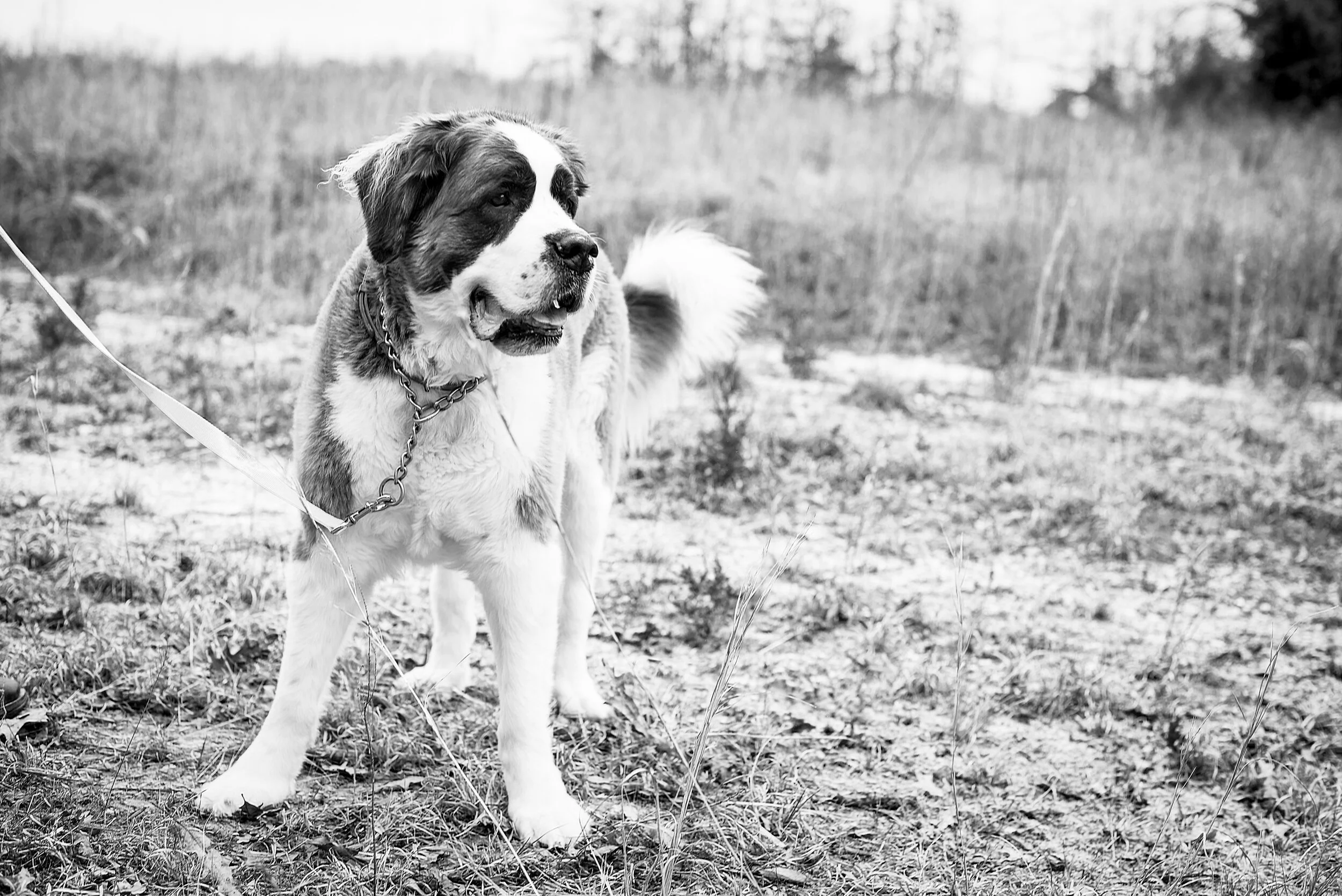 2020002_273_BW.jpg
