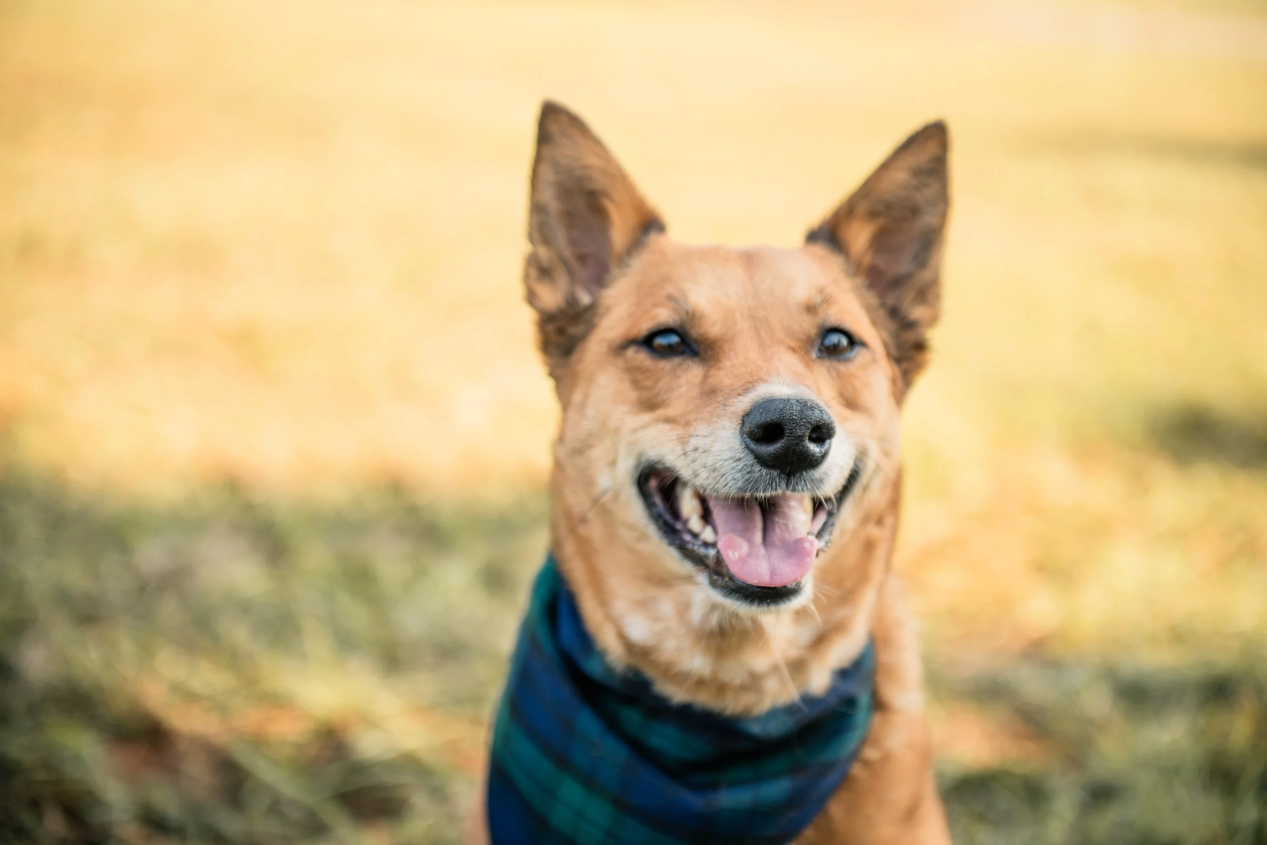 Doggie Day 2022 Recap