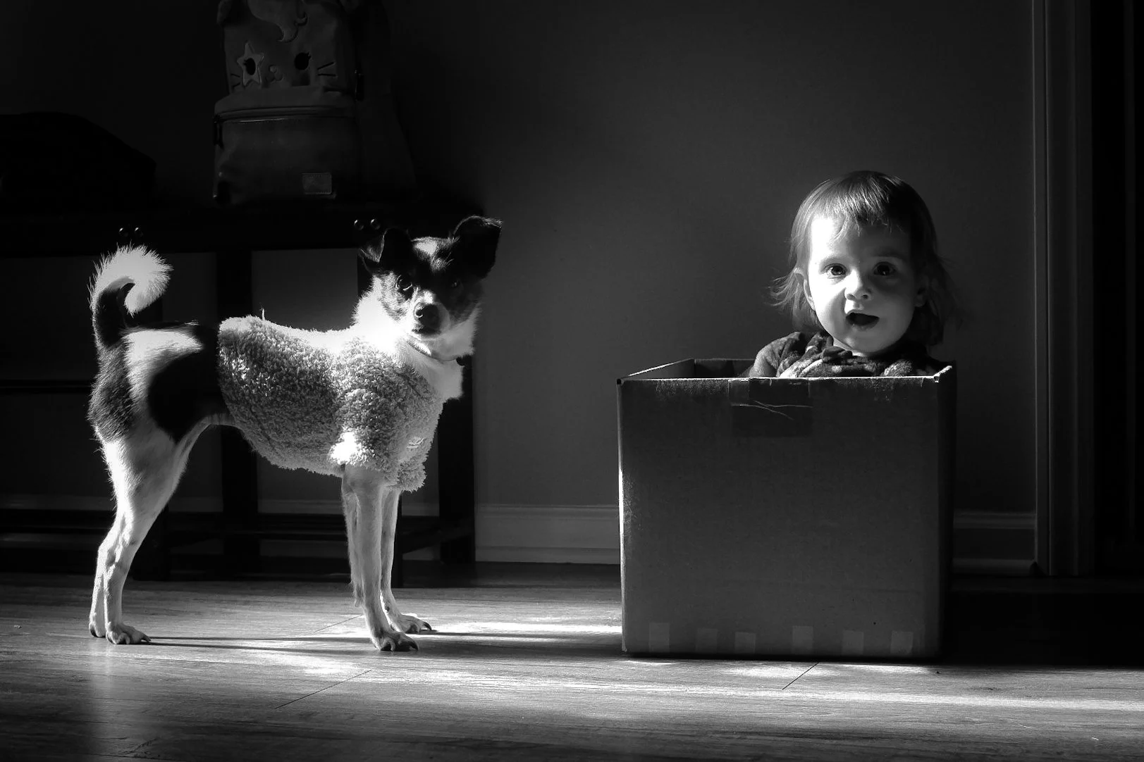 A baby is sitting in a box with her dog. They are in the living room being photographed with dynamic lighting during an in home documentary style family session in Gibsonville North Carolina