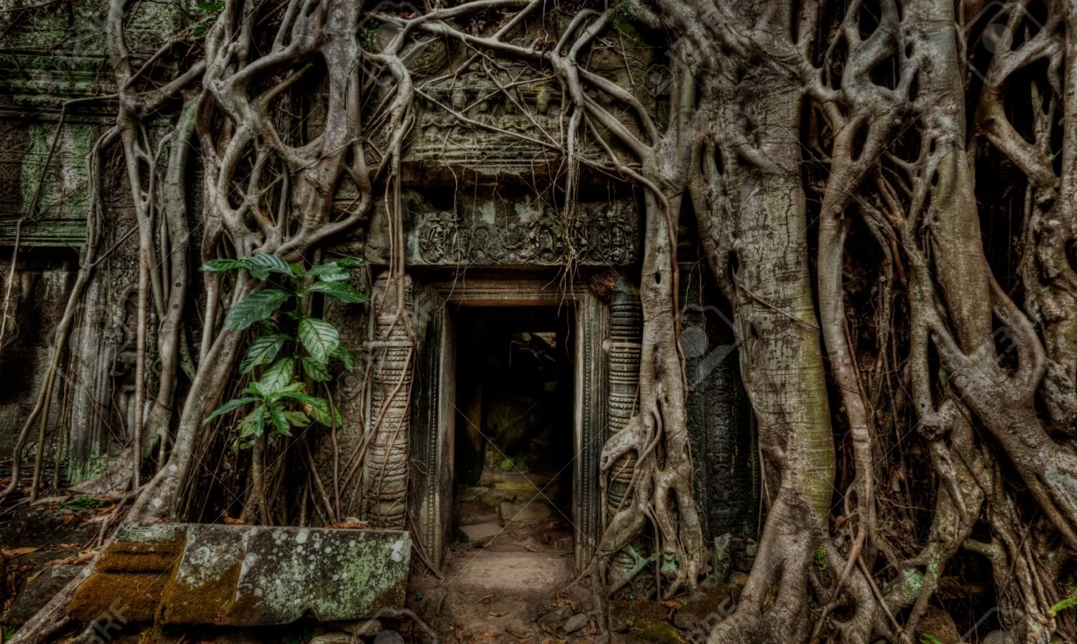 The Dojo: Monthly Membership Call