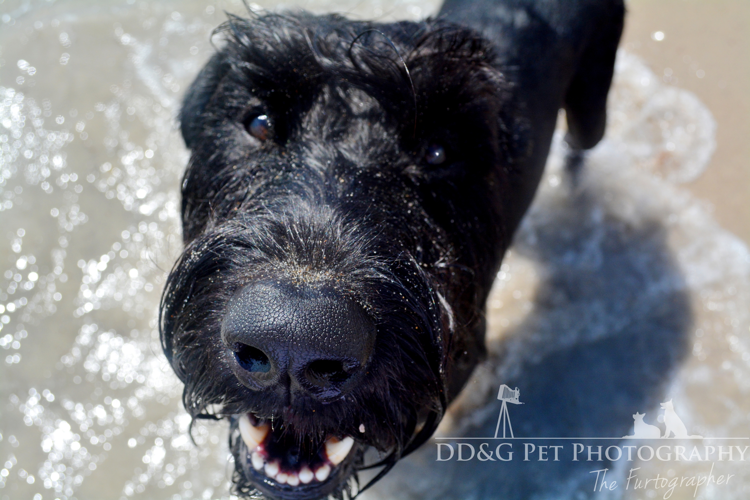 The friend the hot dog loverwater.JPG