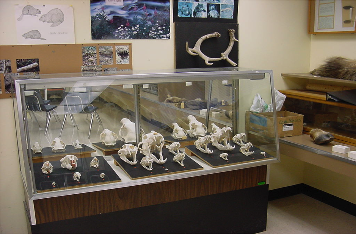 Mammal Room