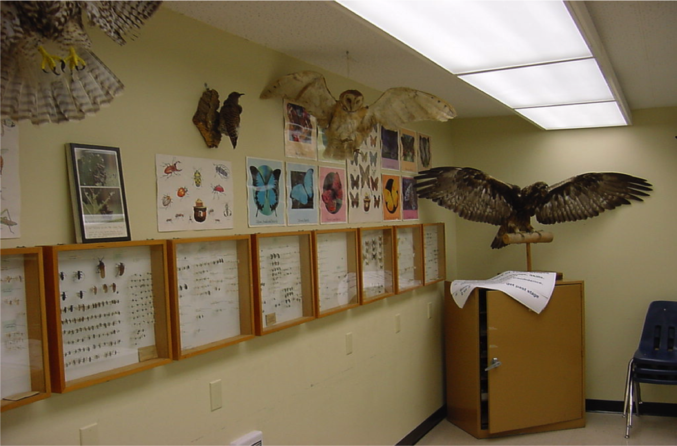 Wildlife Room