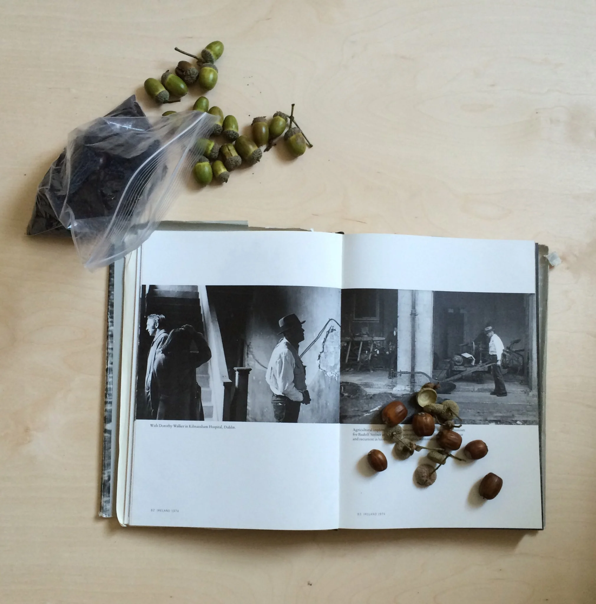Acorns harvested from Beuys Oak tree at IMMA, this is the site that was offered as a possible seat for the Free International University before it became the Irish Museum of Modern Art