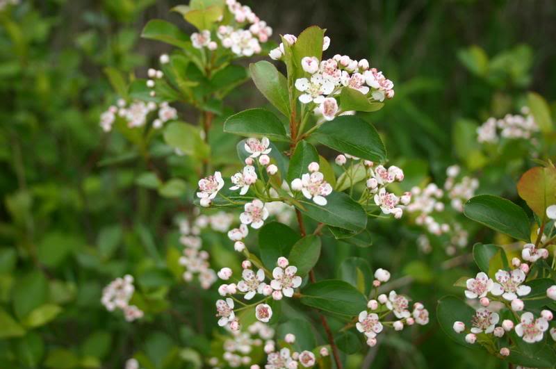 ARONIA BLOSSOMS