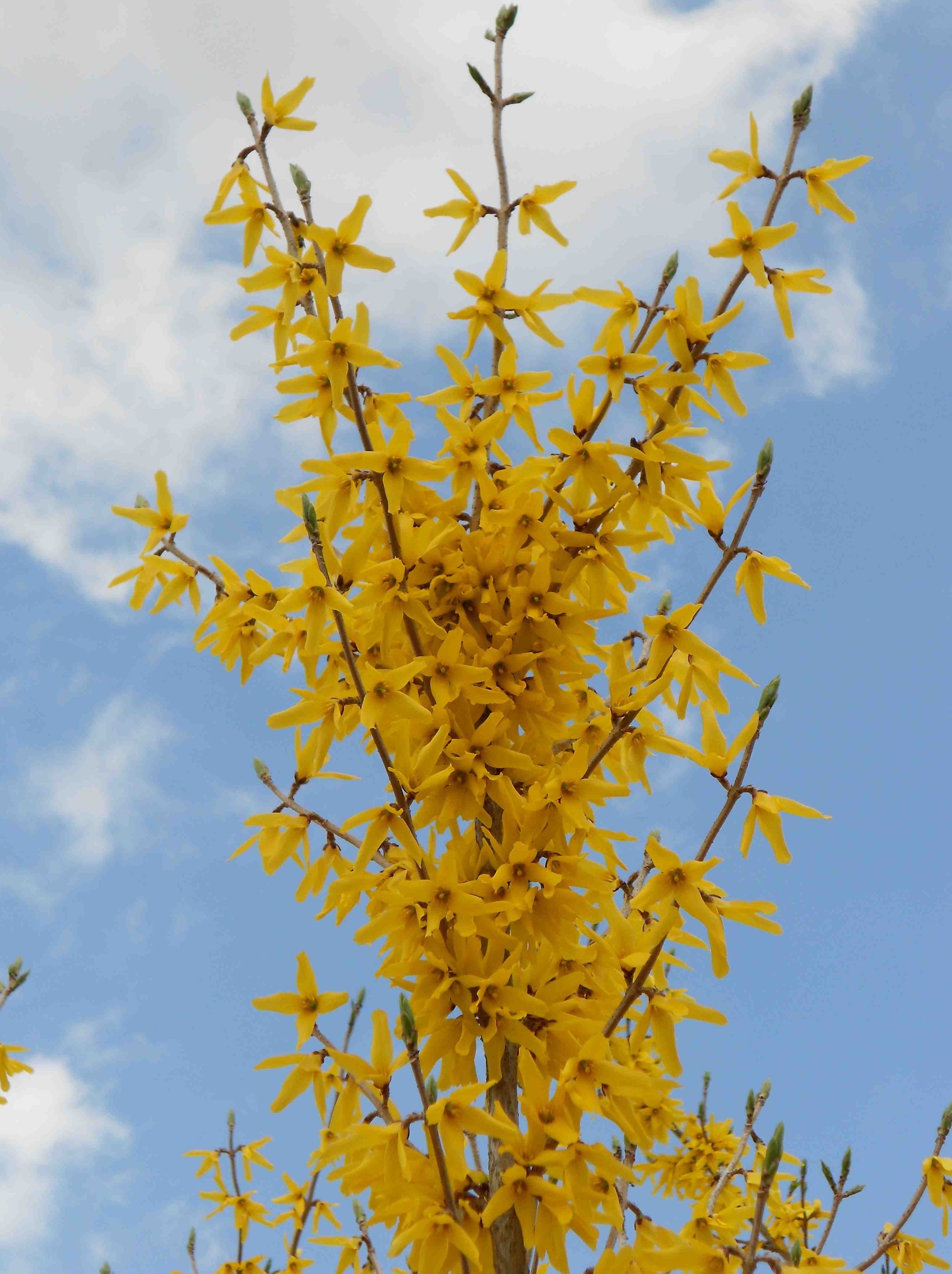 YELLOW FORSYTHIA