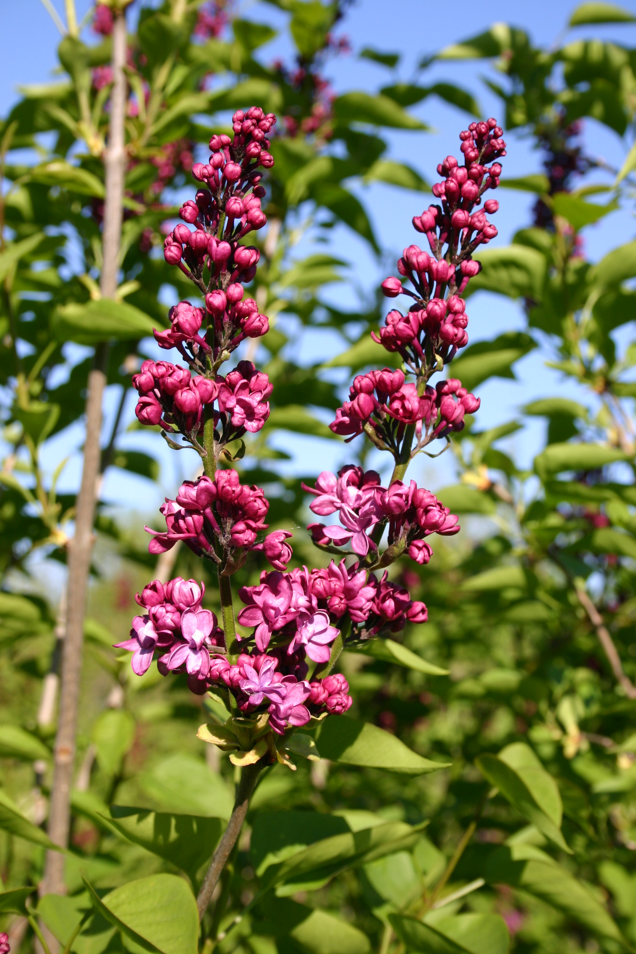 DOUBLE PURPLE LILAC