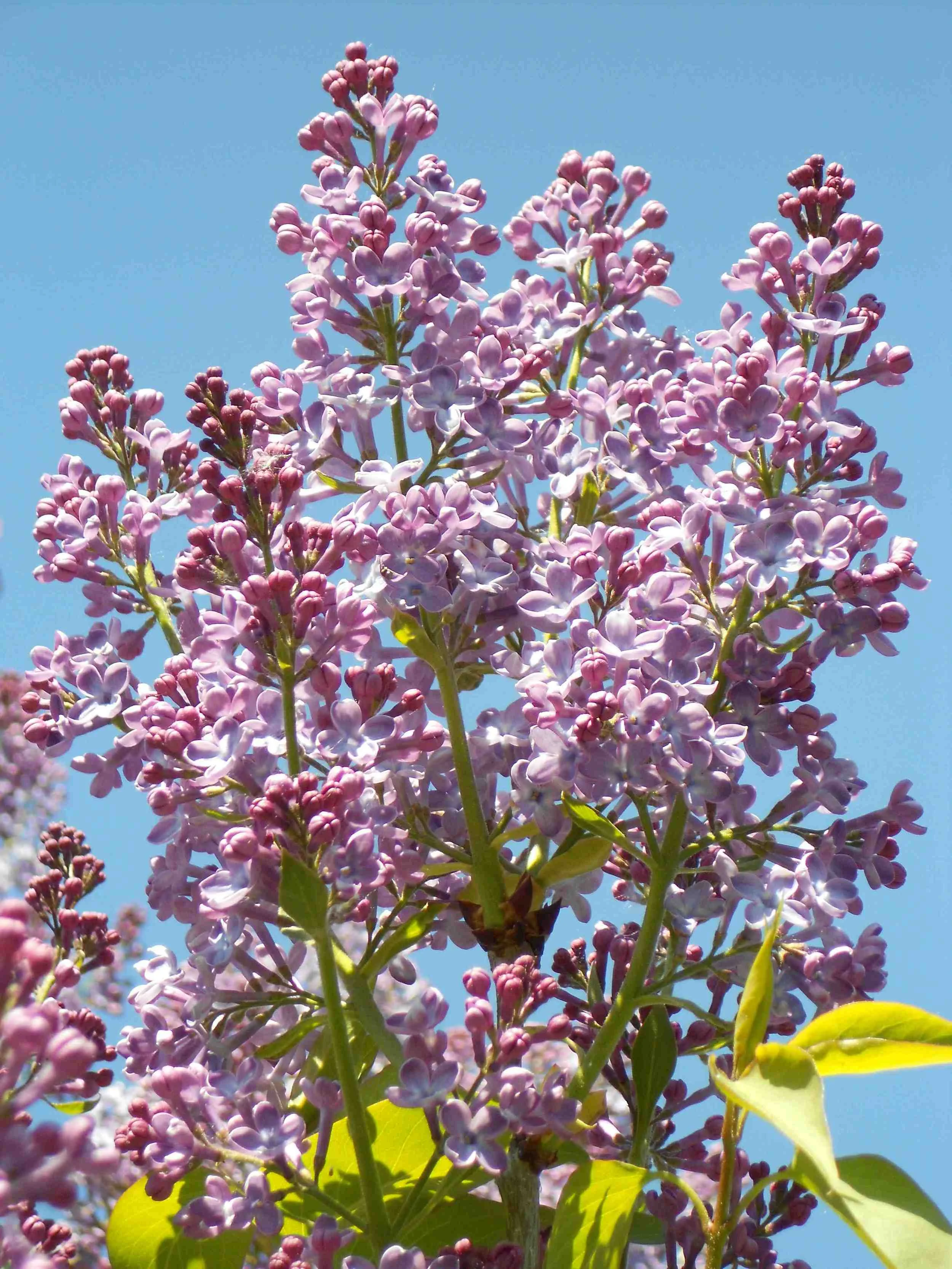 LAVENDER LILACS