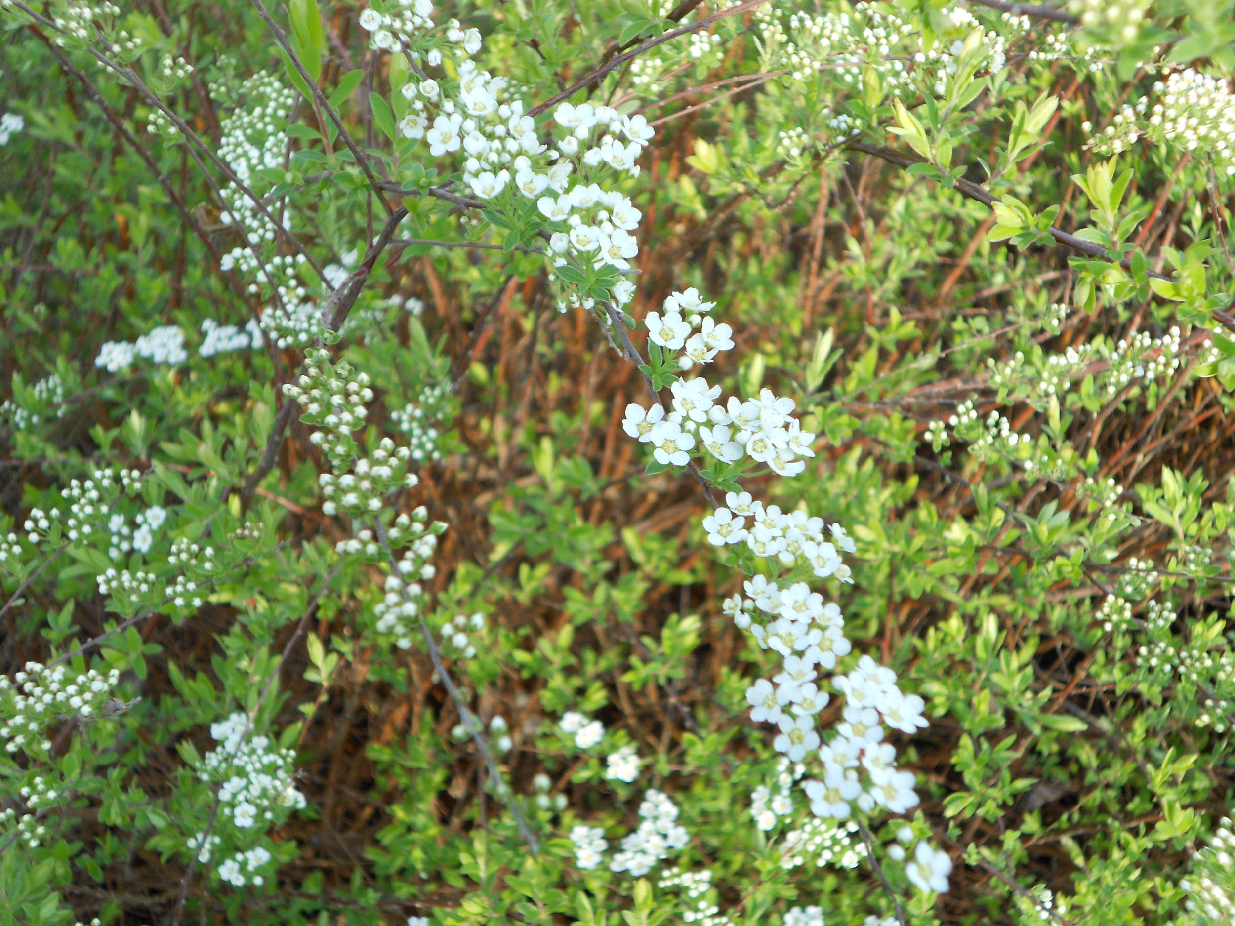 EARLY SPIREA