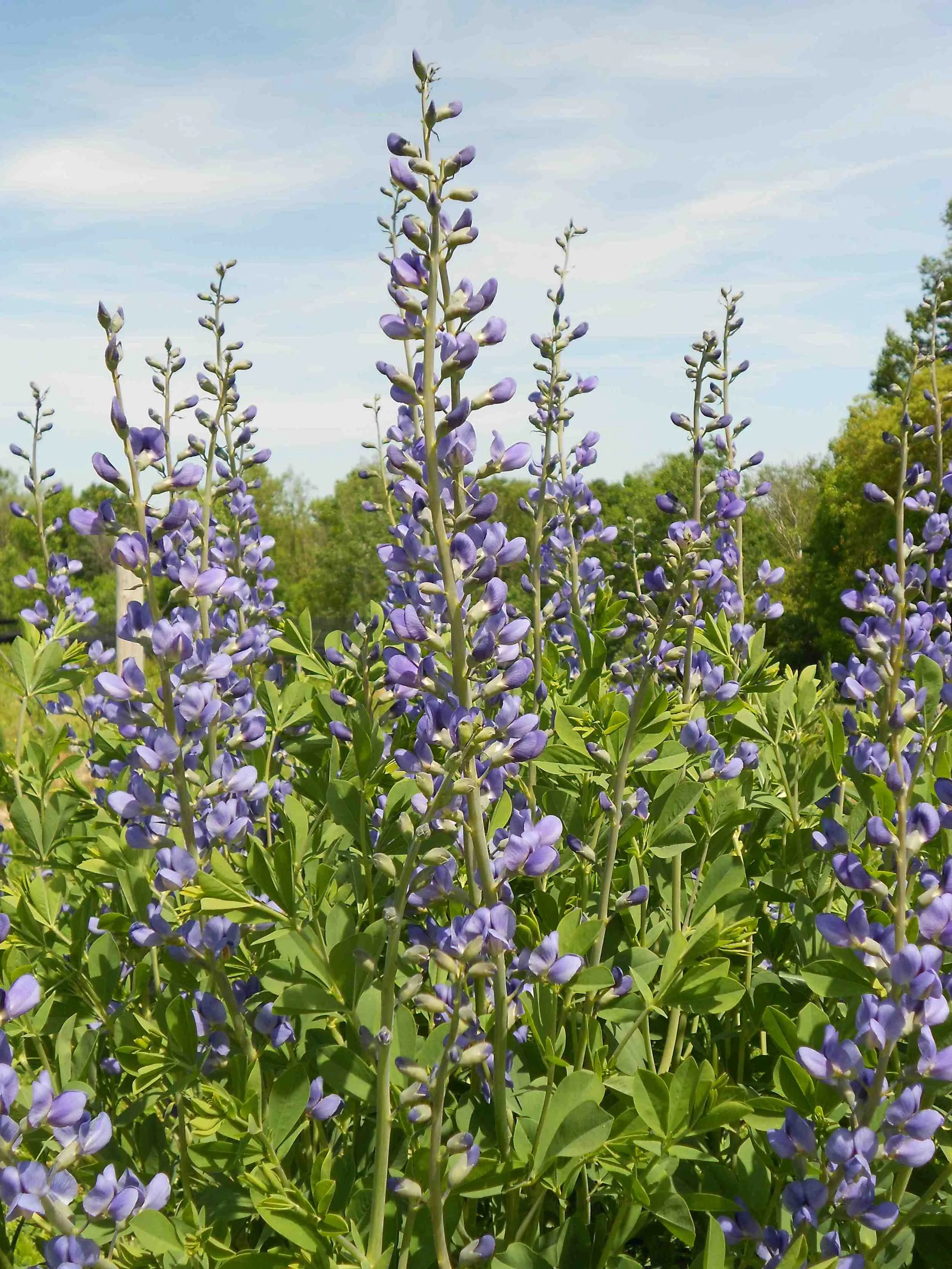 BAPTISIA