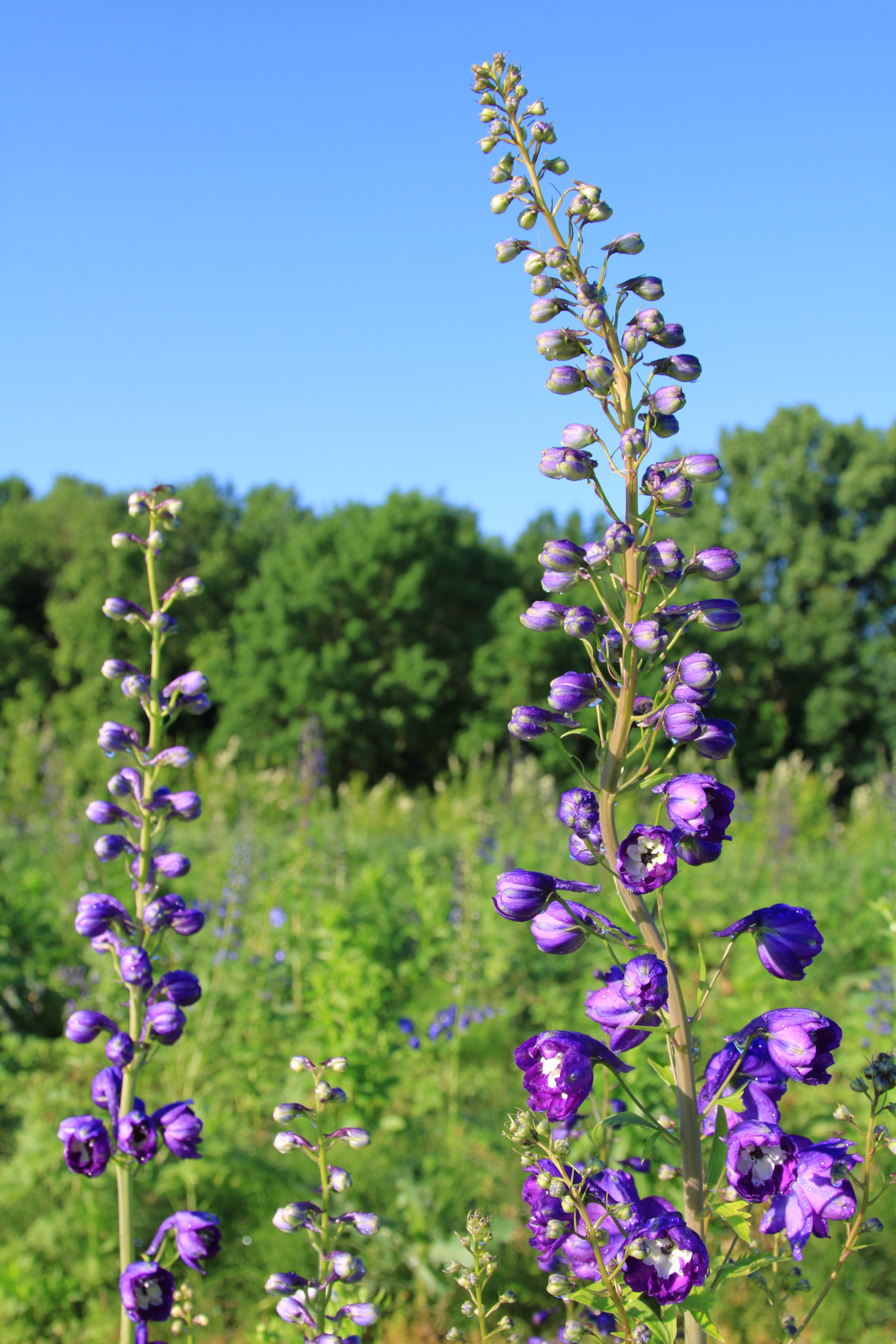DELPHINIUMS - PACIFIC GIANT HYBRID