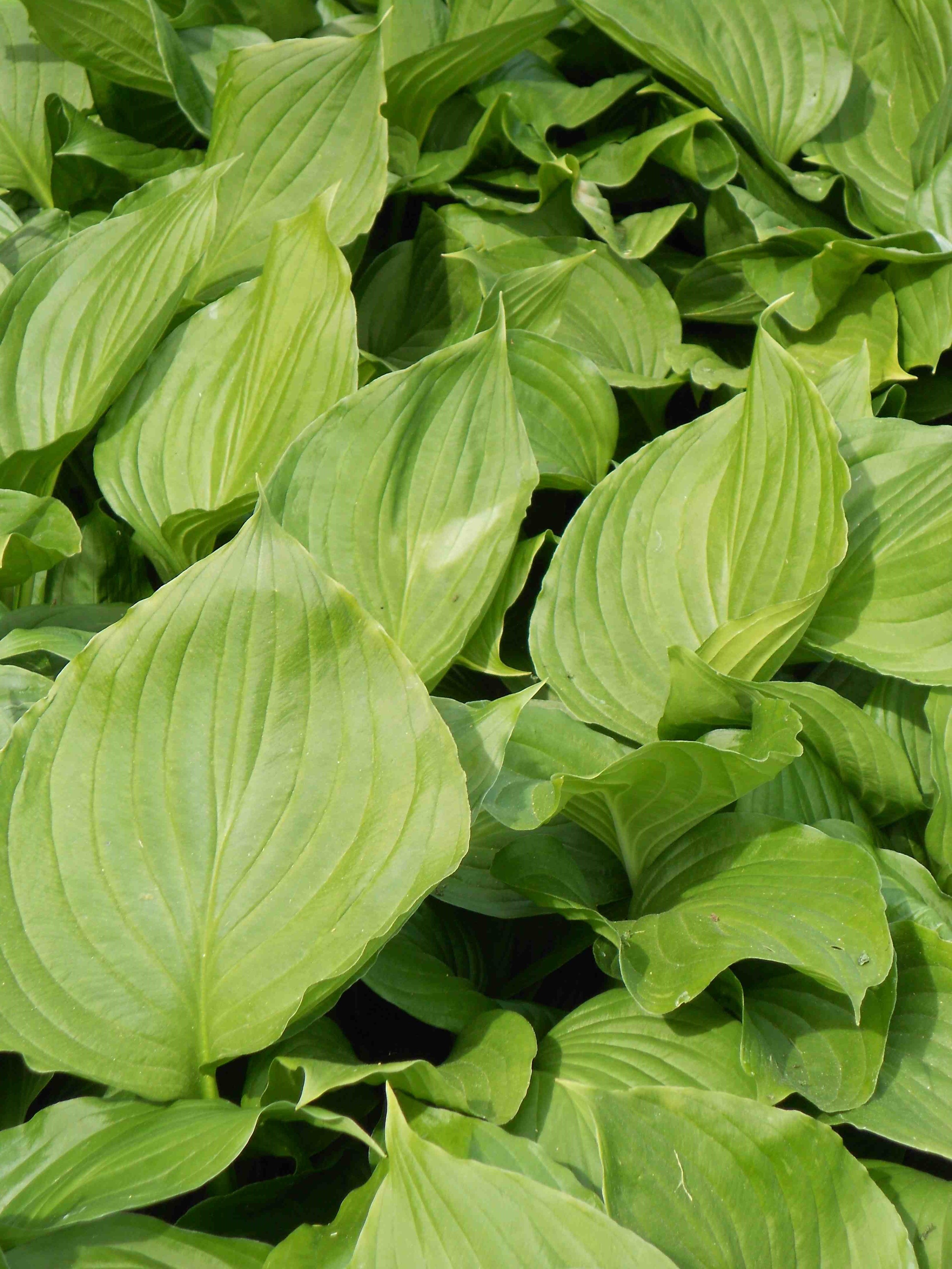 GREEN HOSTA