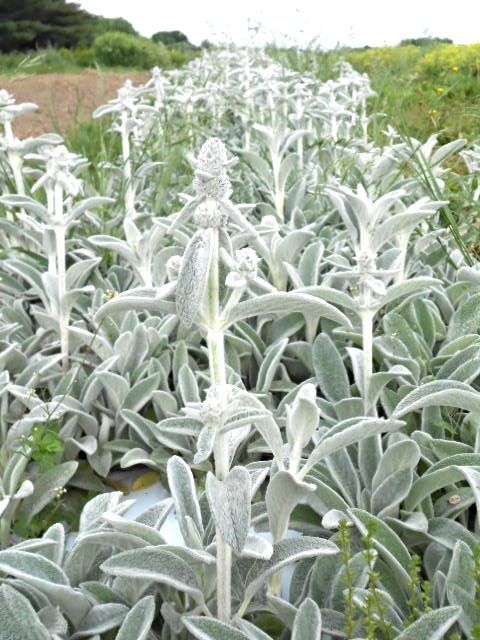 STACHYS LAMB'S EAR