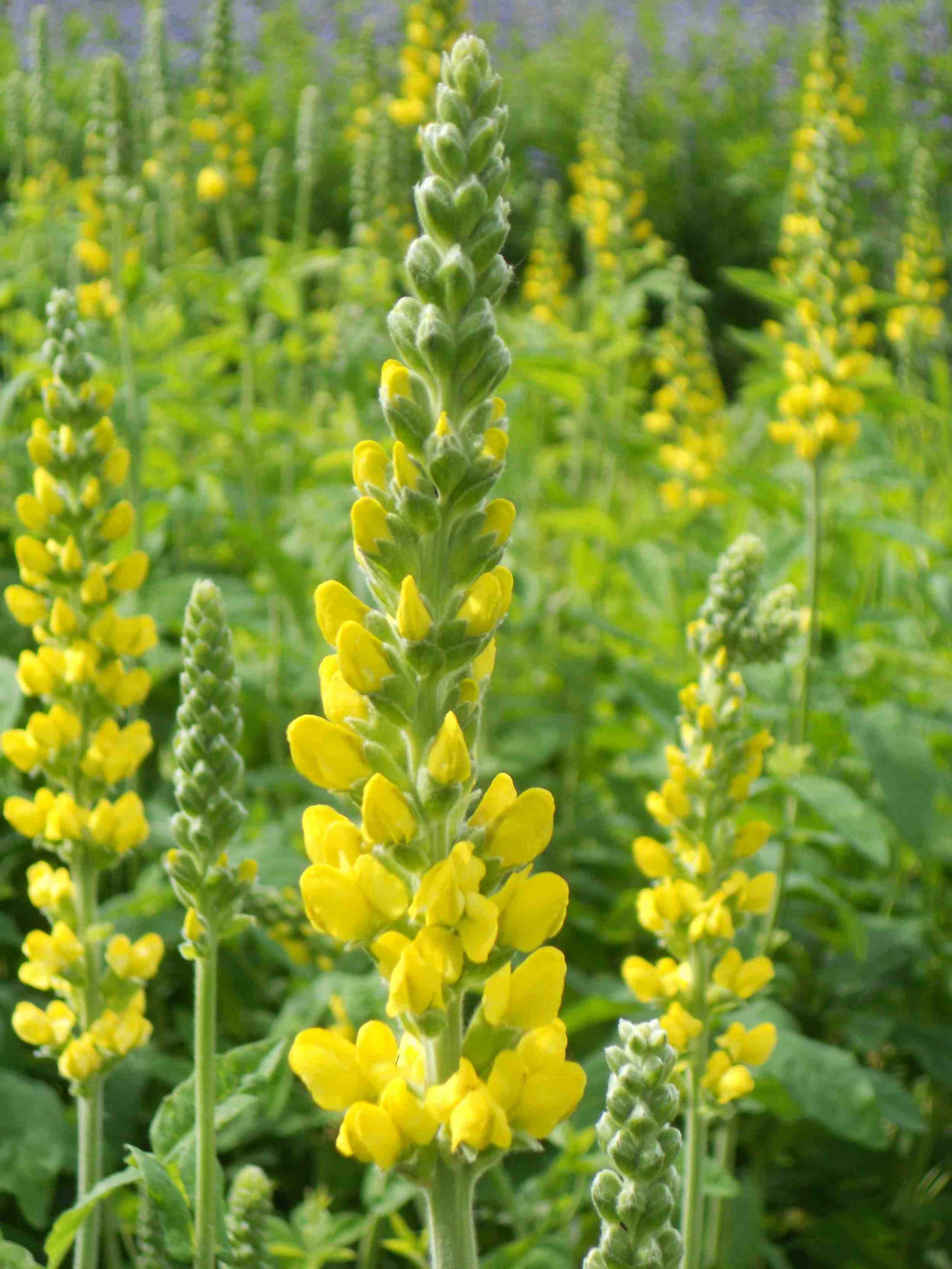 YELLOW THERMOPSIS