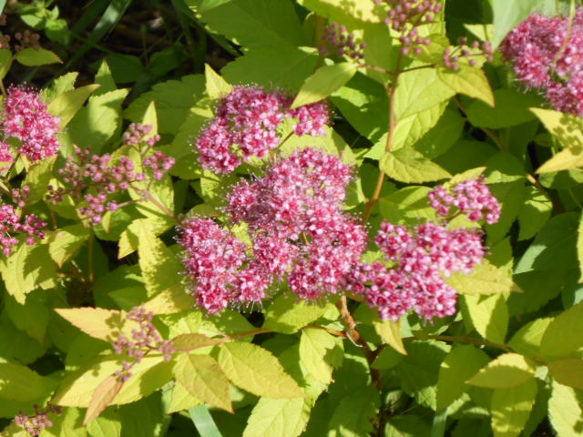 PINK SPIREA