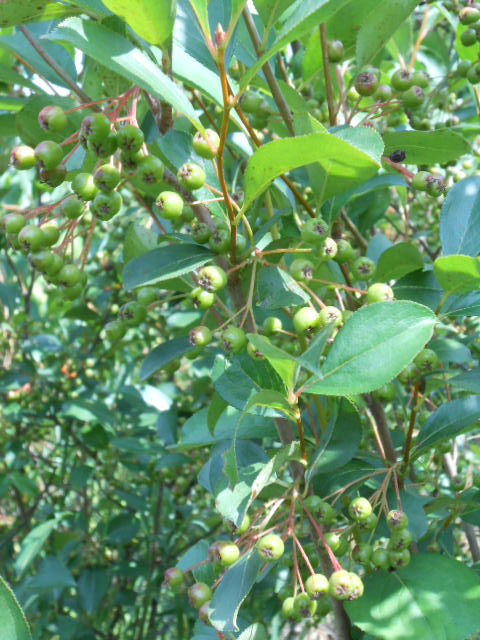 GREEN ARONIA BERRIES