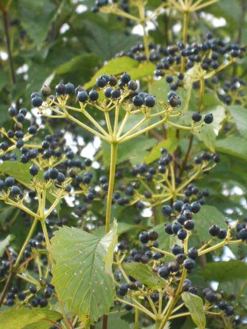 BLUE VIBURNUM