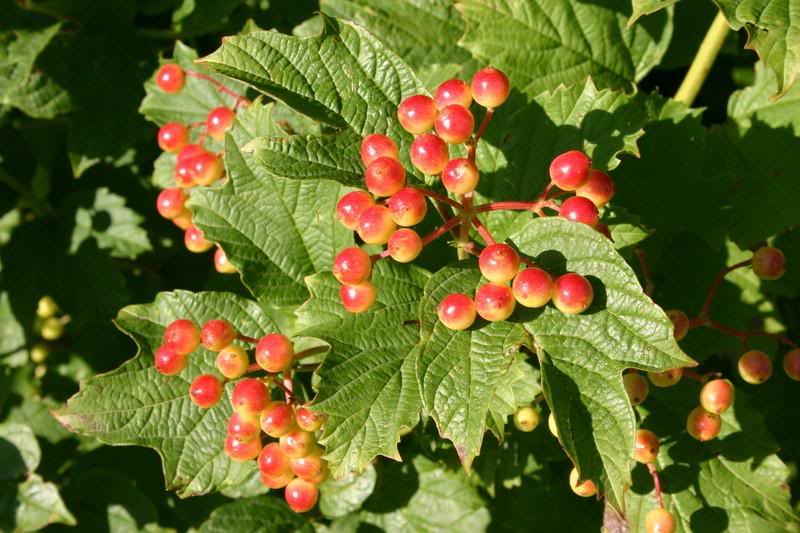 CRANBERRY VIBURNUM