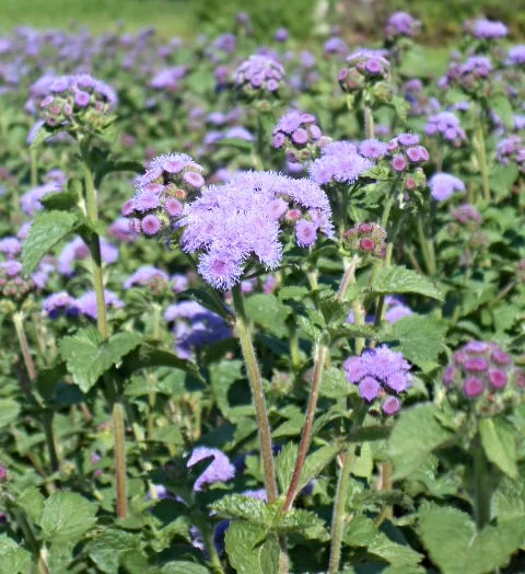 BLUE AGERATUM