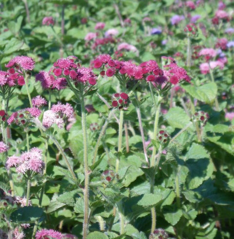 WINE AGERATUM