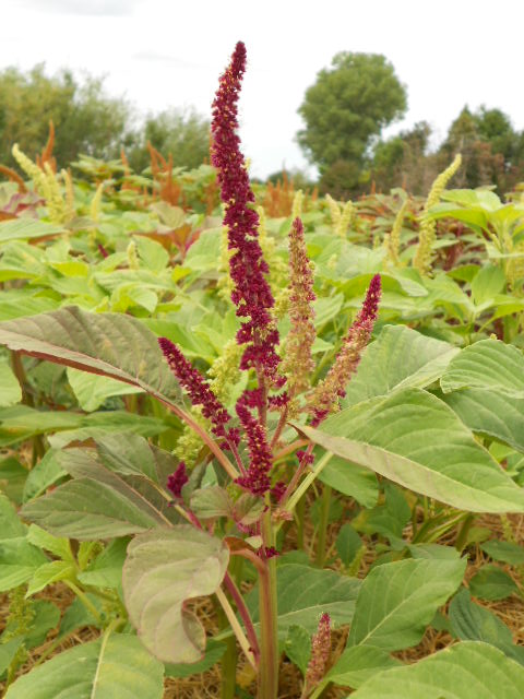 BI-COLOR MAROON & GREEN AMARANTH