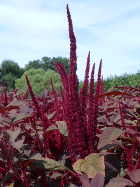 MAROON AMARANTH