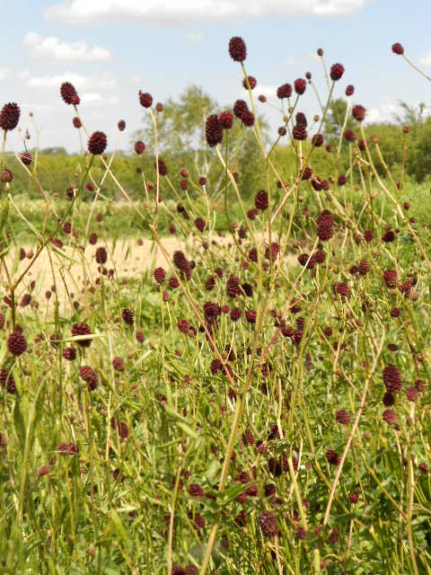 BURNET