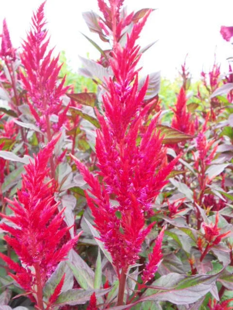 FOREST FIRE CELOSIA