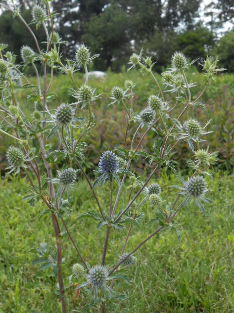 ERYNGIUM SEA HOLLY
