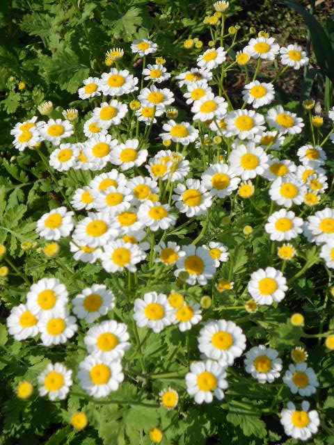 SINGLE FEVERFEW