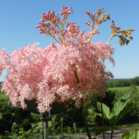PINK FILIPENDULA